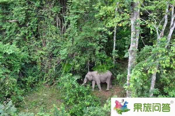 云南那里能看到野生動(dòng)物野生大象