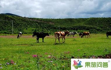 香格里拉大草原-昆明國(guó)旅告訴您，云南旅游怎樣管住自己的錢包