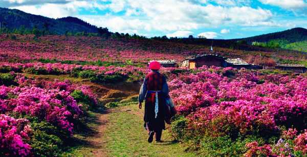 這個(gè)季節(jié)是香格里拉花季，現(xiàn)在去云南旅游安全嗎？云南旅游十一旺季去云南旅游安全了嗎？