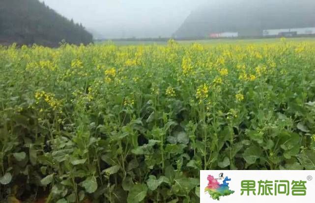 2015今年羅平油菜花節(jié)什么時侯開?